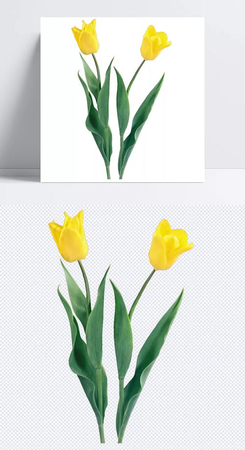 鮮花郁金香 產(chǎn)品實物,鮮花,花,黃花,花草,植物,花朵,綠葉,攝影,生物世界,郁金香,產(chǎn)品實物,設(shè)計元素 惠安男子