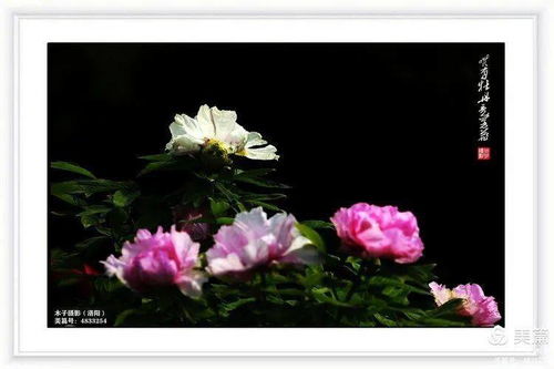 花卉攝影 唯有牡丹競(jìng)芳菲