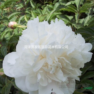 雪山紫玉芍藥廠家直銷(xiāo) 多年生芍藥[雪山紫玉]觀賞盆栽花卉