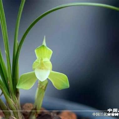 春蘭 銘品青依素1苗1牙