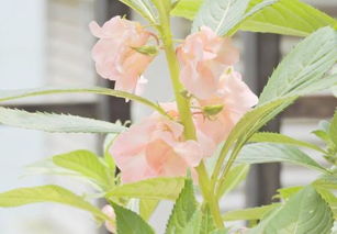 想要家里天天開花,這六種花期超長的花卉,最后一種肯定驚艷你