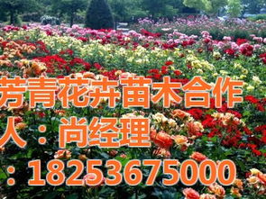 景區綠化工程 景區綠化工程圖片 芳青花卉苗 優質商家