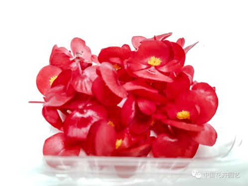 西班牙innoflower 我們有世界上種類最多的食用花卉產品 每周國際花訊