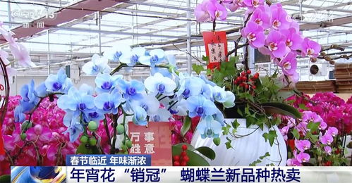 從 年宵花 春運地圖里感受年味漸濃 鮮花經濟 欣欣向榮