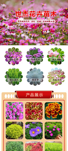 花卉租擺國慶菊 世杰 國慶菊供應商 國慶菊價格 歡迎致電