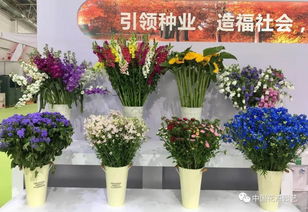 逛國際花展,用鮮花扮美生活 動態