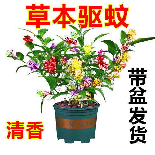夜來香盆栽花苗室內(nèi)陽臺清香木綠植九里香花卉超耐寒