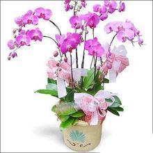 【蘭花鮮花盆栽】最新最全蘭花鮮花盆栽 產(chǎn)品參考信息