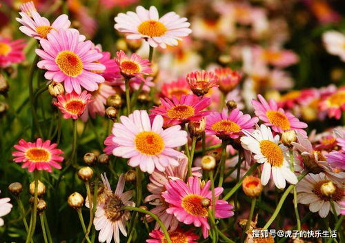 喜歡菊花,不如養(yǎng)盆 精品荷花 奪目,紅艷如牡丹,清新優(yōu)雅