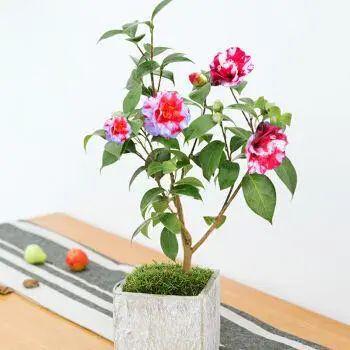家里養(yǎng)這2種花,盆越小 花越多 ,個(gè)個(gè)都是 精品