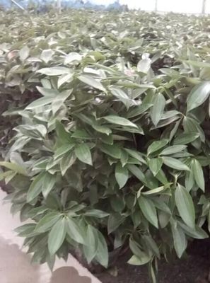平安樹廠家/安陽藝海源花卉圖片|平安樹廠家/安陽藝海源花卉產品圖片由安陽藝海源花卉批發公司生產提供-
