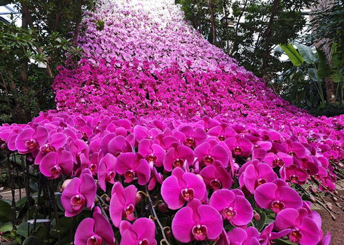 震撼 國內(nèi)最大蝴蝶蘭瀑布 坐標(biāo) 北京世界花卉大觀園