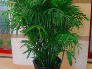 圖 上海鮮花綠植租擺,辦公室養(yǎng)護(hù),別墅工廠綠化養(yǎng)護(hù) 上海鮮花綠植